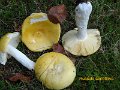 Russula claroflava-amf1699-1